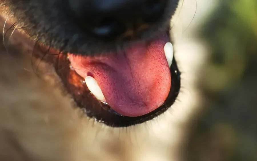 Rabies Vaccination